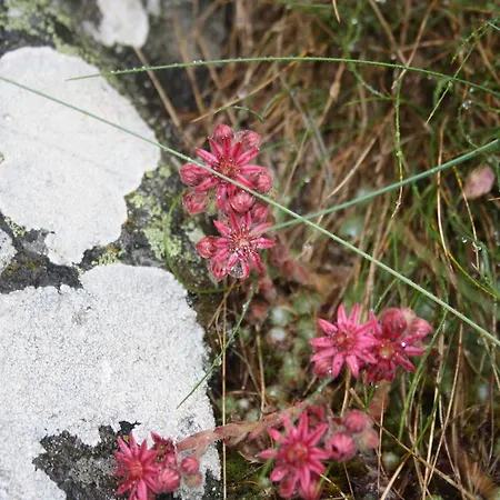 Hinter Dem Rot Stei בקתה