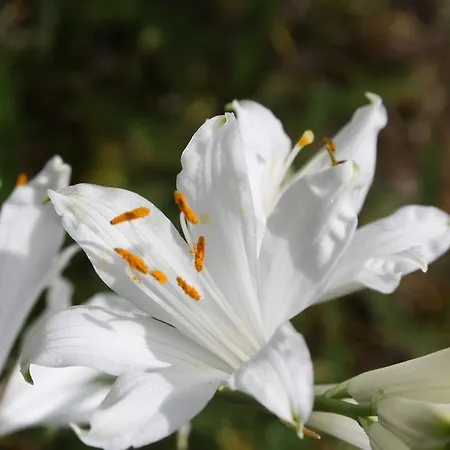 샬레 Hinter Dem Rot Stei